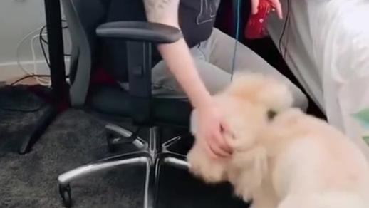 女子饱受精神疾病的困扰,幸好有服务犬的陪伴